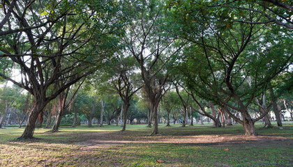 Daan Forest Park sunshine
