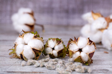 Cotton plant ball on the wooden background