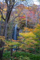 Shiraito no taki Falls ( Oirase Stream ) in sunny day, beautiful fall foliage scene autumn colors. Forest, flowing river, fallen leaves, mossy rocks in Towada Hachimantai National Park, Aomori, Japan
