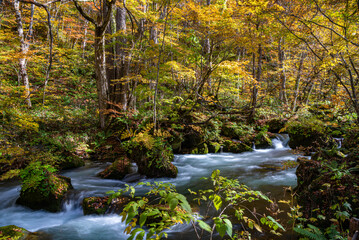 Oirase Stream in sunny day, beautiful fall foliage scene in autumn colors. Flowing river, fallen leaves, mossy rocks in Towada Hachimantai National Park, Aomori, Japan. Famous and popular destinations