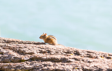 Chipmunk