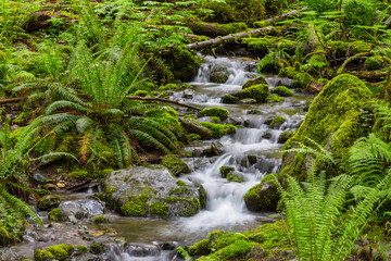 Creek in the forest