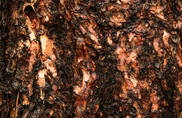 Wet Pine Tree Bark pattern