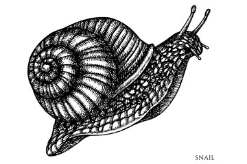 Mysterious forest vintage vector illustrations collection. Black and white snail.