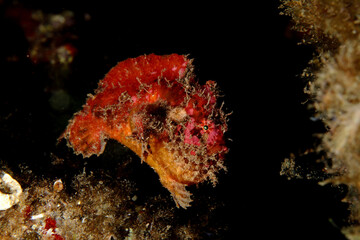well-camouflaged red frogfish, waiting to see if it gets to dine in the underwater night.