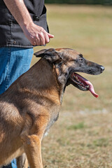 berger belge malinois en ring 