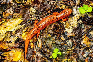 Red Salamander Takes A Break On a Rainy Day