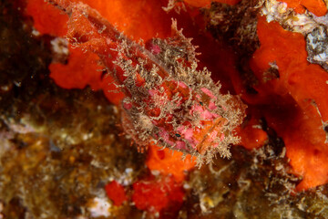 well-camouflaged red frogfish, waiting to see if it gets to dine in the underwater night.