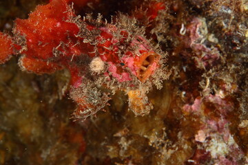 Well-camouflaged red frogfish, waiting to see if it gets to dine in the underwater night.