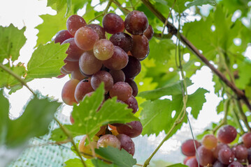 Grape. Large bunch of grapes. Red grapes.