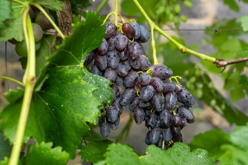 Grape. Large bunch of grapes. Red grapes.