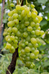 Grape. Large bunch of grapes. Red grapes.