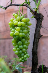 Grape. Large bunch of grapes. Red grapes.