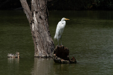 Great Egret (Ardea alba) standing over a floating trunk in a lake