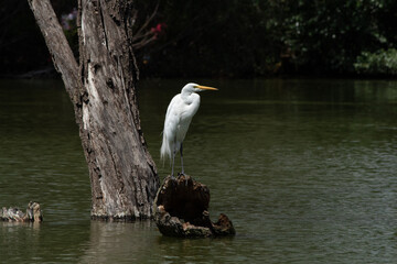 Great Egret (Ardea alba) standing over a floating trunk in a lake