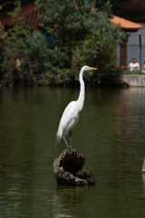 Great Egret (Ardea alba) standing over a floating trunk in a lake