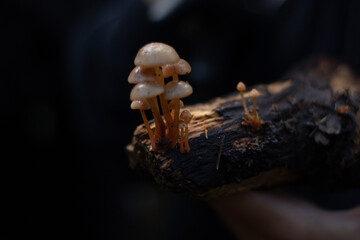 Hand holding mushrooms over a stick