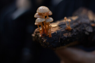 Hand holding mushrooms over a stick