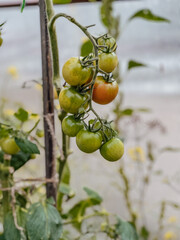 tomatoes on a branch