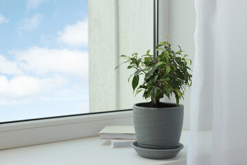 Ficus in pot on windowsill indoors, space for text. House plant