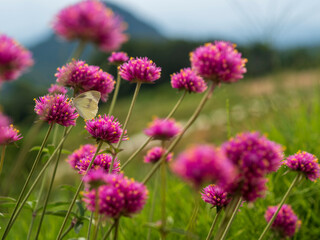モンシロチョウとピンクの花