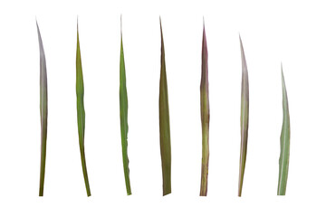 Set of sugarcane leaf isolated on transparent background - PNG format. - obrazy, fototapety, plakaty