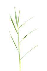 Leaf of grass gramineae isolated on transparent background - PNG format. - obrazy, fototapety, plakaty