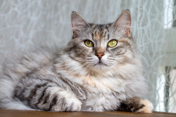 Fototapeta na wymiar Longhaired tabby Norwegian forest cat.