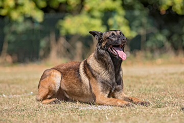berger belge malinois en ring 
