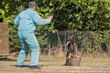 berger belge malinois en ring 