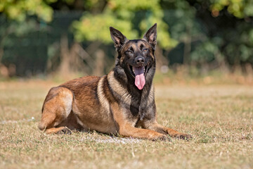 berger belge malinois en ring 