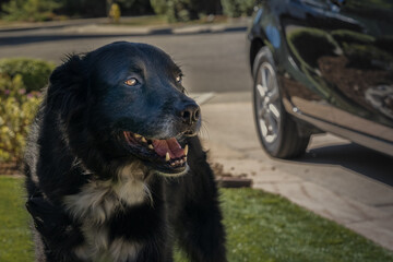 2022-08-16 LARGE BLACK DOG WITH A TOUCH OF GRAY ON ITS MUZZLE WITH BRIGHT EYES STANDING IN A DRIVEWAY