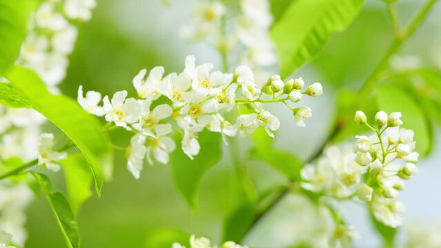 Branches of flowering bird cherry trees. Bird cherry tree in blossom. Mass flowering. Slow motion.