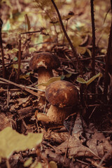 Mushrooms in the autumn forest.