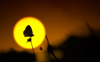 silhouette of a butterfly in the evening against the background of the evening sun
