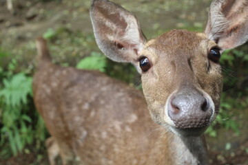 close-up of a deer's face in the zoo