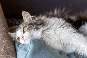 Longhaired tabby cat, pet animal.