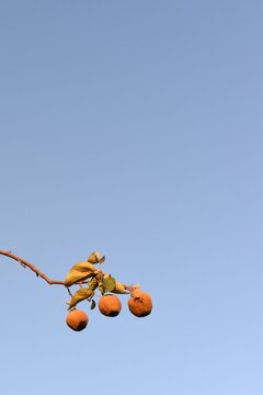 Tres membrillos en la rama de su árbol sobre el azul del cielo, minimalismo