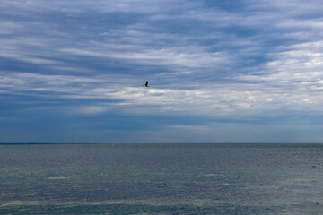 Fototapeta na wymiar seascape with seabird flying over the ocean