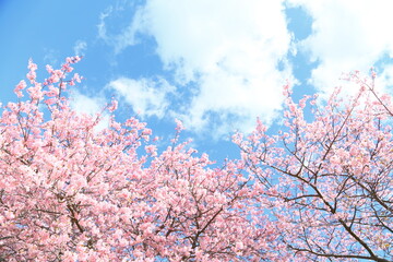 Blossom, Beautiful, travel