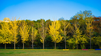 Autumn leaf color