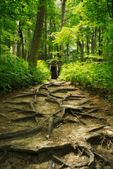 Nature woodland forest tree roots in cheesequake state park matawan new jersey.