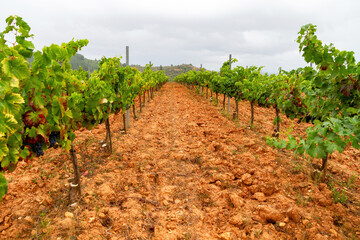 Row of vines in a vineyard in the Bierzo region, Spain