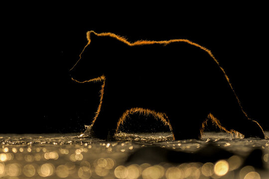  A striking backlit silhouette of a wild bear walking in Kamchatka, with golden light outlining its fur against a dark background. This dramatic wildlife shot captures the raw beauty and mystery of na