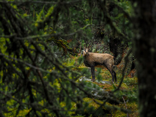chamois in the mountain forest