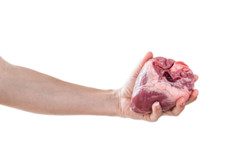 Human heart in hand isolated on transparent background - PNG format.