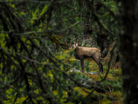 Fototapeta chamois in the mountain forest