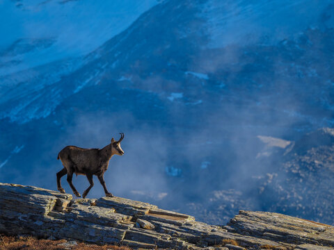 chamois in the mountains
