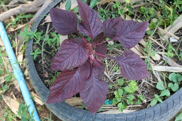 purple cabbage in a basket