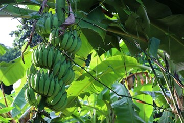 banana tree in the garden